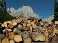 Bosc