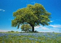 Àrbol