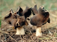 Bolets