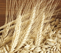 Il farro
