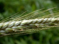 La segale