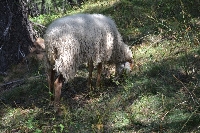 Le pecore e Labrina (la cagnolina) E fei e Labrina (a cagneta)