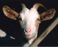 "Il pastore"