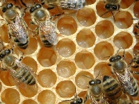 Le api - E ABÈGLIE