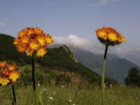 Poesie da Limone