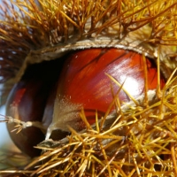 Castagna frutto paziente