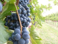 Viticoltura tra colline e montagne