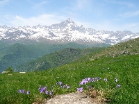 Come in Primavera