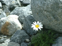Rinascere