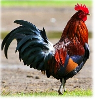 Dove cantava il gallo Dove cantava il gallo