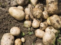 Valdieri - il gusto delle patate