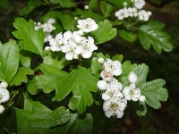 Biancospino (Crataegus monogyna)