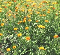 Calendula (Calendula arvensis)