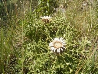 Carlina (Carlina caulenscens)