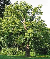 Castagno (Castanea sativa)