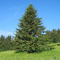Abete rosso (Picea Excelsa)