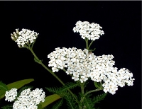 Achillea (Achillea millefolium)