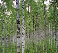 Betulla (Betula alba)