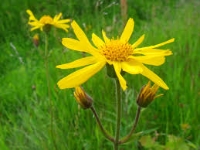 Arnica (Arnica montana)