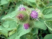 Bardana (Arctium lappa)