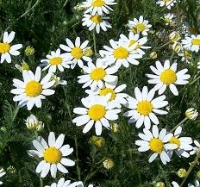 Camomilla (Matricaria recutita)