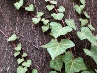 Edera (Hedera helix)
