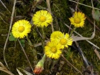 Farfana (Tussilago farfara)