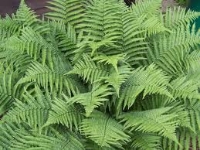Felce (Dryopteris filix-mas)