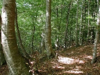 Faggio (Fagus sylvatica)