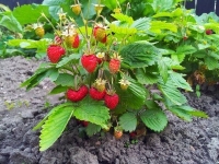 Fragola selvatica (Fragaria vesca)