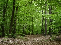 Frassino (Fraxinus excelsior)