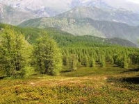 Il boscaiolo
