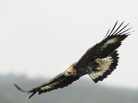 Aigla
