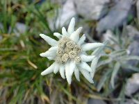 Estèlas alpinas