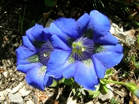Gençana