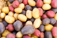 Le patate del Chersogno
