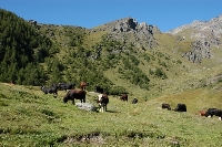 Il pascolo