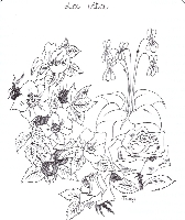 La vita