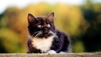 Talin il gatto al vino - Un racconto di Natale