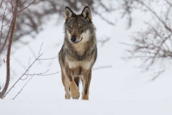 Le loup
