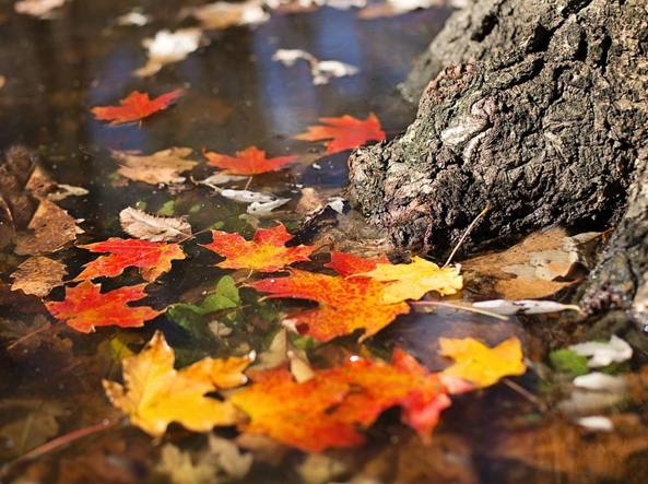 Poesie d’autunno