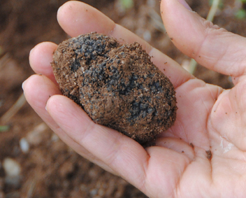 Saperi e Sapori in Valle Grana: il Tartufo nero della Valle Grana