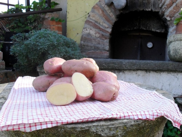 Saperi e Sapori in Valle Grana. La patata Piatlina e la patata Ciarda della Valle Grana