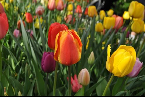 I tulipani