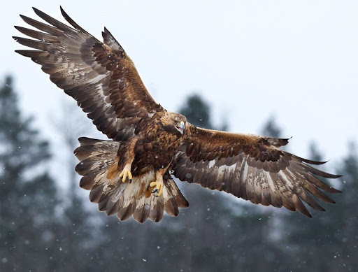 Aquila