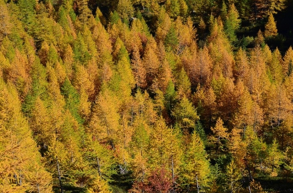 Foresta
