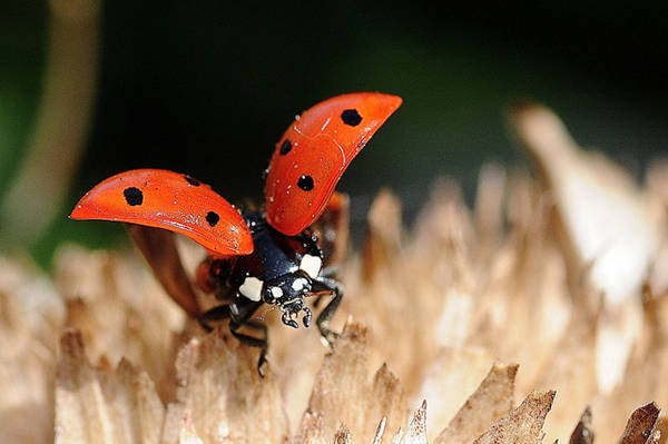 Coccinella