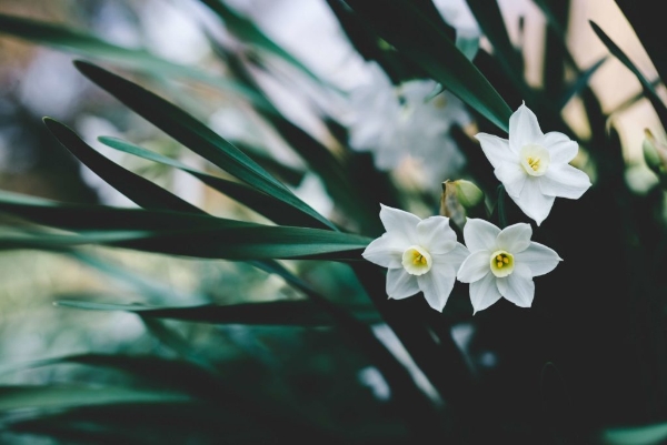 Narciso