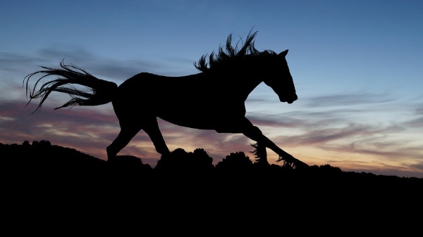 Cavallo