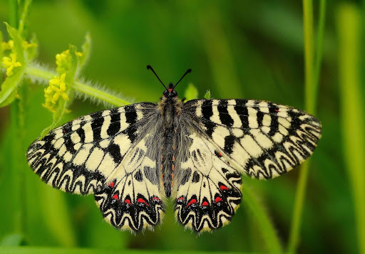 1 - ZERYNTHIA POLYXENA